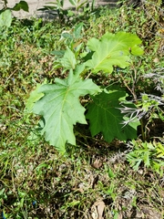 Solanum chrysotrichum