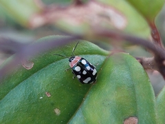 Alagoasa bipunctata