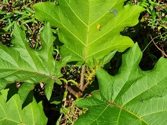 Solanum chrysotrichum