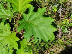 Solanum chrysotrichum