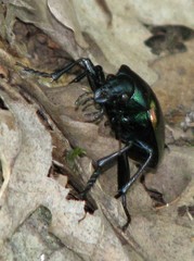 Calosoma sycophanta