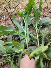 Lactuca serriola