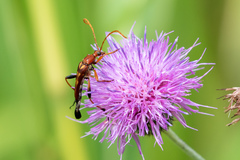 Strangalia virilis