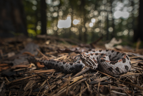 Pygmy Rattlesnake, Mississippi, US, photo 10 of 10