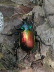 Calosoma sycophanta