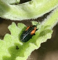 Microrhopala rubrolineata