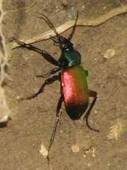 Calosoma sycophanta