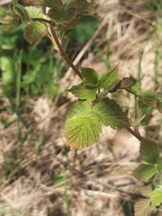 Rubus sachalinensis