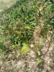 Rubus sachalinensis