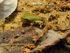 Hyla intermedia