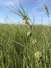 Asclepias stenophylla