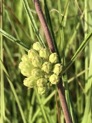 Asclepias stenophylla
