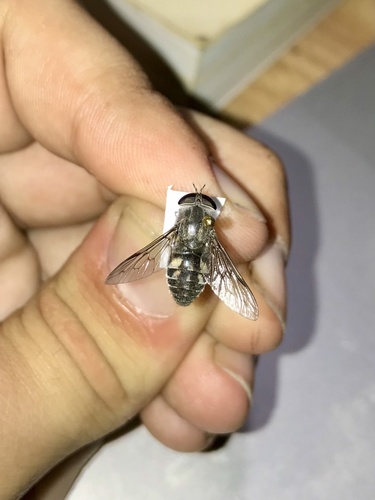 Hybomitra illota photo 3