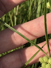 Asclepias stenophylla