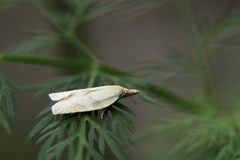 Sparganothis sulfureana