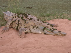 Crocodylus intermedius