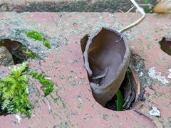 Helvella solitaria