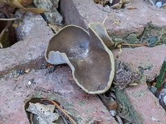 Helvella solitaria