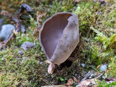 Helvella solitaria