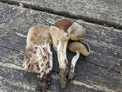 Helvella solitaria