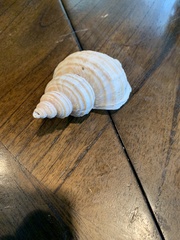 Nucella canaliculata