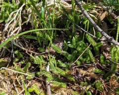 Lycopodium lagopus