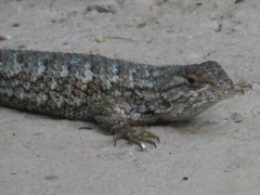 Sceloporus occidentalis