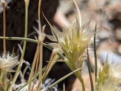 Scleropogoninae