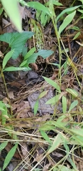 Lithobates sphenocephalus utricularius