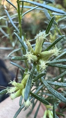 Baccharis dracunculifolia
