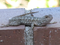 Sceloporus occidentalis