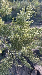 Baccharis dracunculifolia