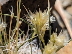 Scleropogoninae