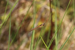 Amphiagrion