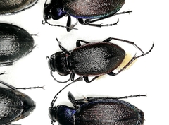 Carabus henningi