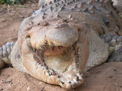 Crocodylus intermedius