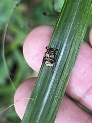 Dasyvalgus formosanus