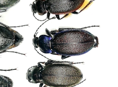 Carabus regalis