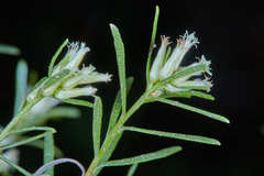Baccharis dracunculifolia