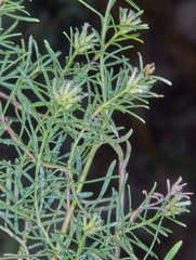 Baccharis dracunculifolia