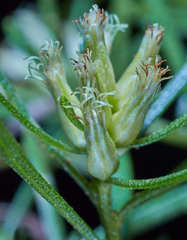 Baccharis dracunculifolia