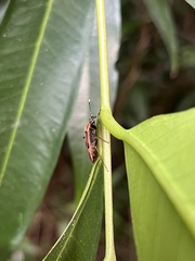 Physopelta fusciscutellata