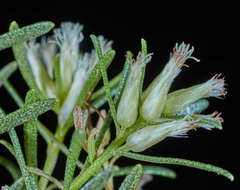 Baccharis dracunculifolia