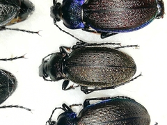 Carabus regalis