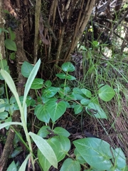 Valeriana pyramidalis