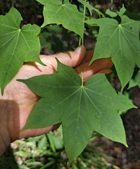Acer pictum