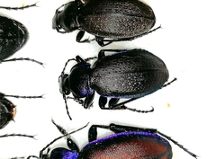 Carabus regalis