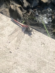 Leucorrhinia borealis