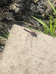 Leucorrhinia borealis