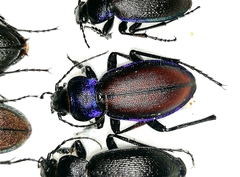 Carabus schoenherri